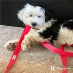 Fabric Leash 5ft - 3 Colors