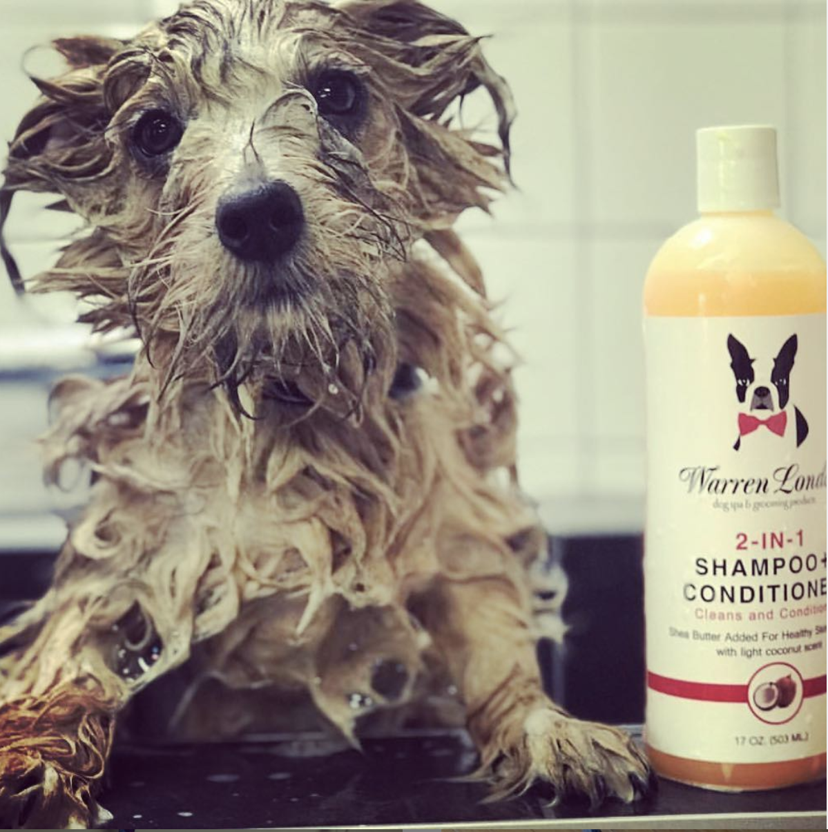 Shampoo: 2in1 plus Conditioner - 2 Sizes