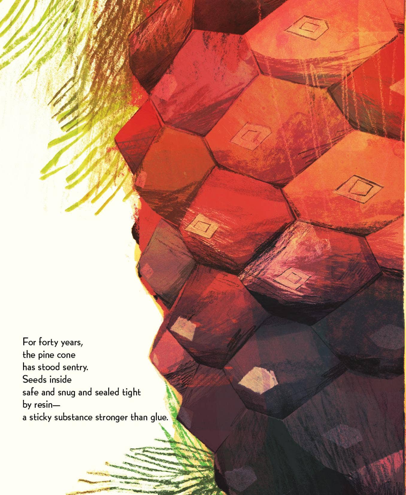 Pine Cone Regrown Picture Book