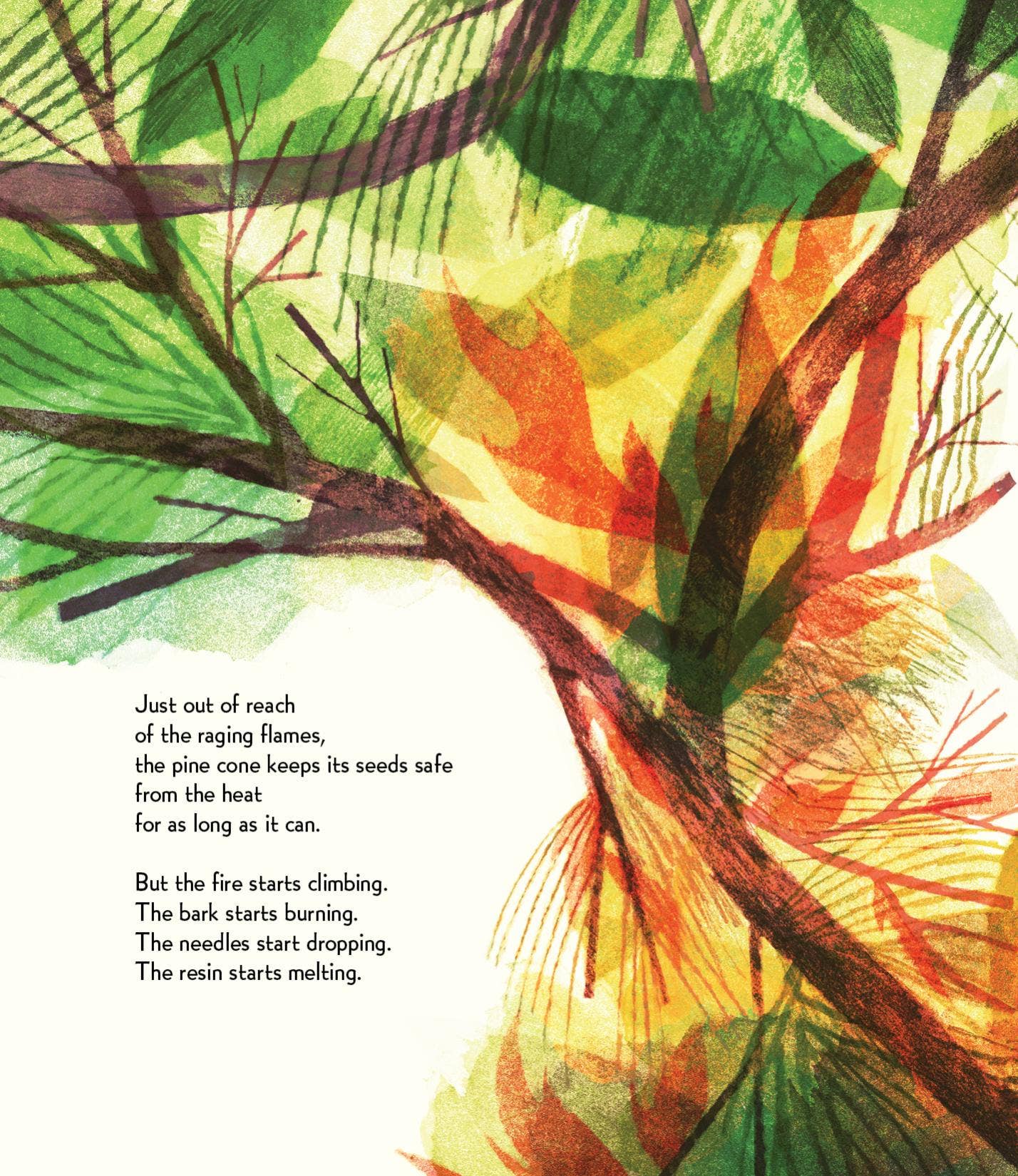 Pine Cone Regrown Picture Book