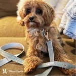 Fabric Leash 5ft - 3 Colors