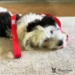 Fabric Leash 5ft - 3 Colors