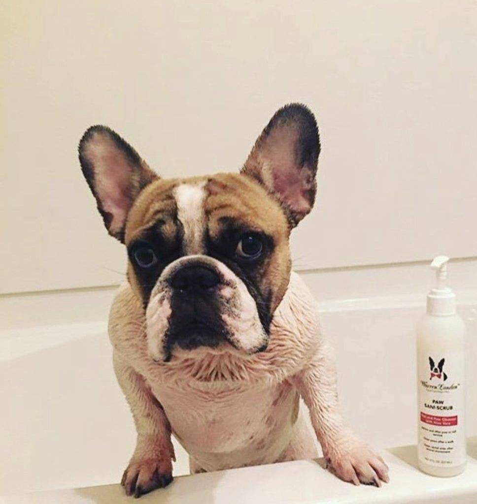 Paw Sani-Scrub - 2 Sizes