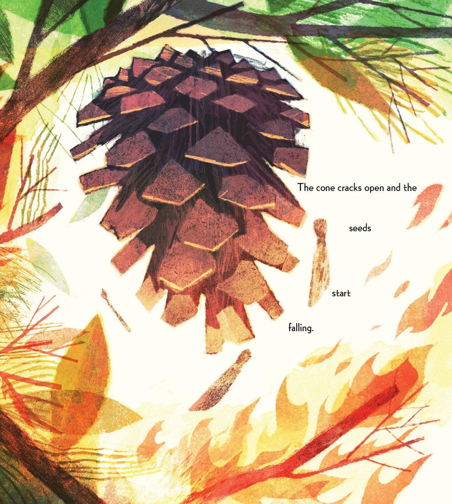 Pine Cone Regrown Picture Book