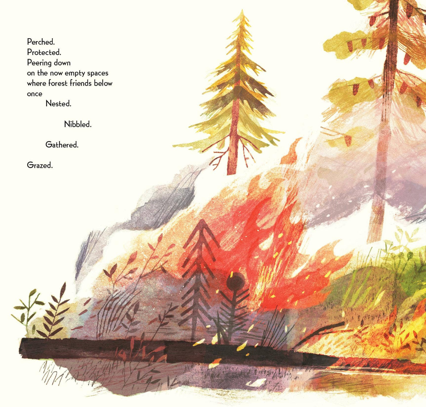 Pine Cone Regrown Picture Book