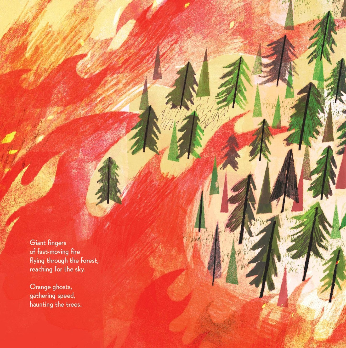 Pine Cone Regrown Picture Book