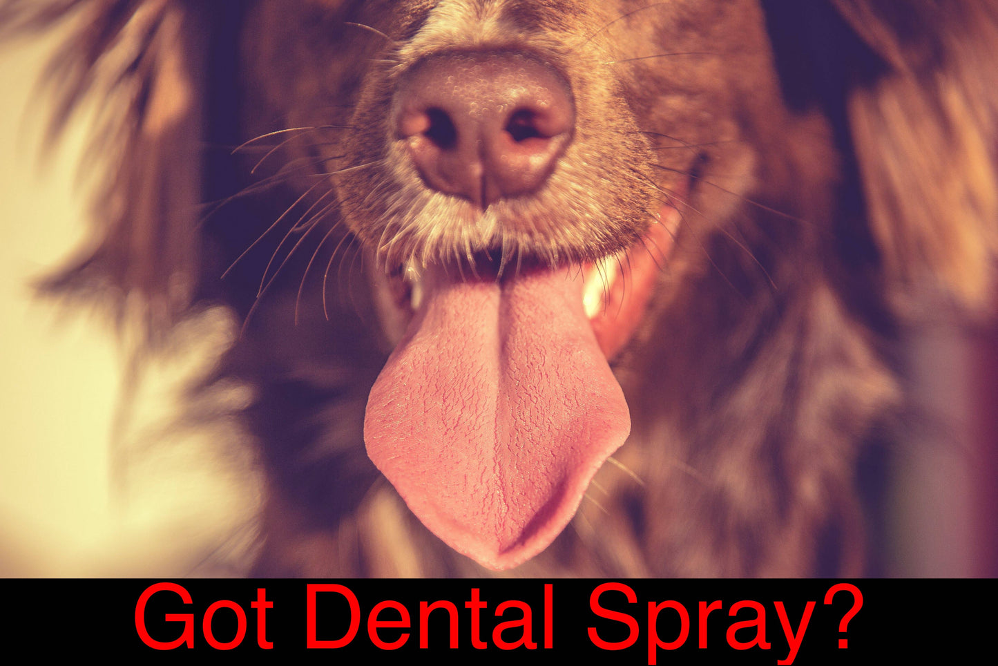 Doggy Dental Spray - 8 oz
