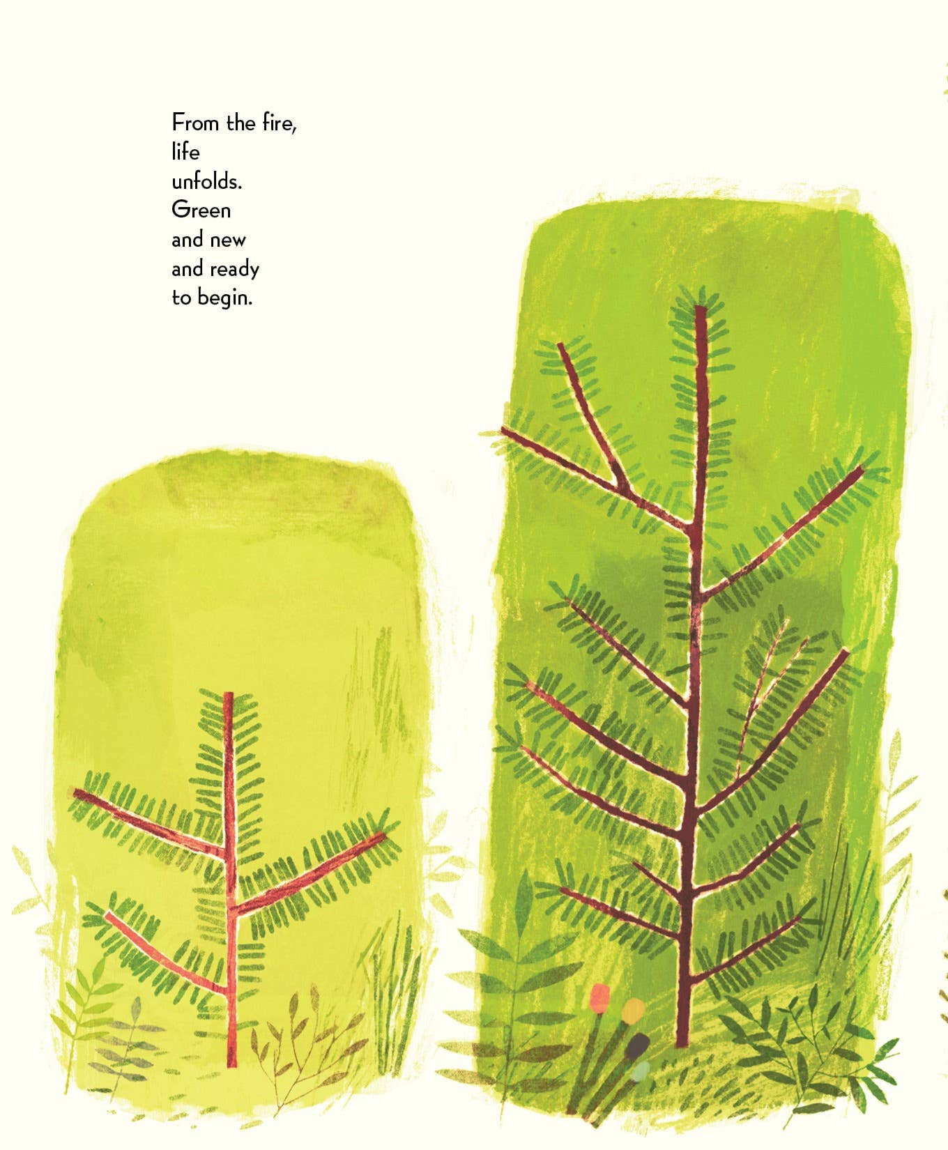 Pine Cone Regrown Picture Book