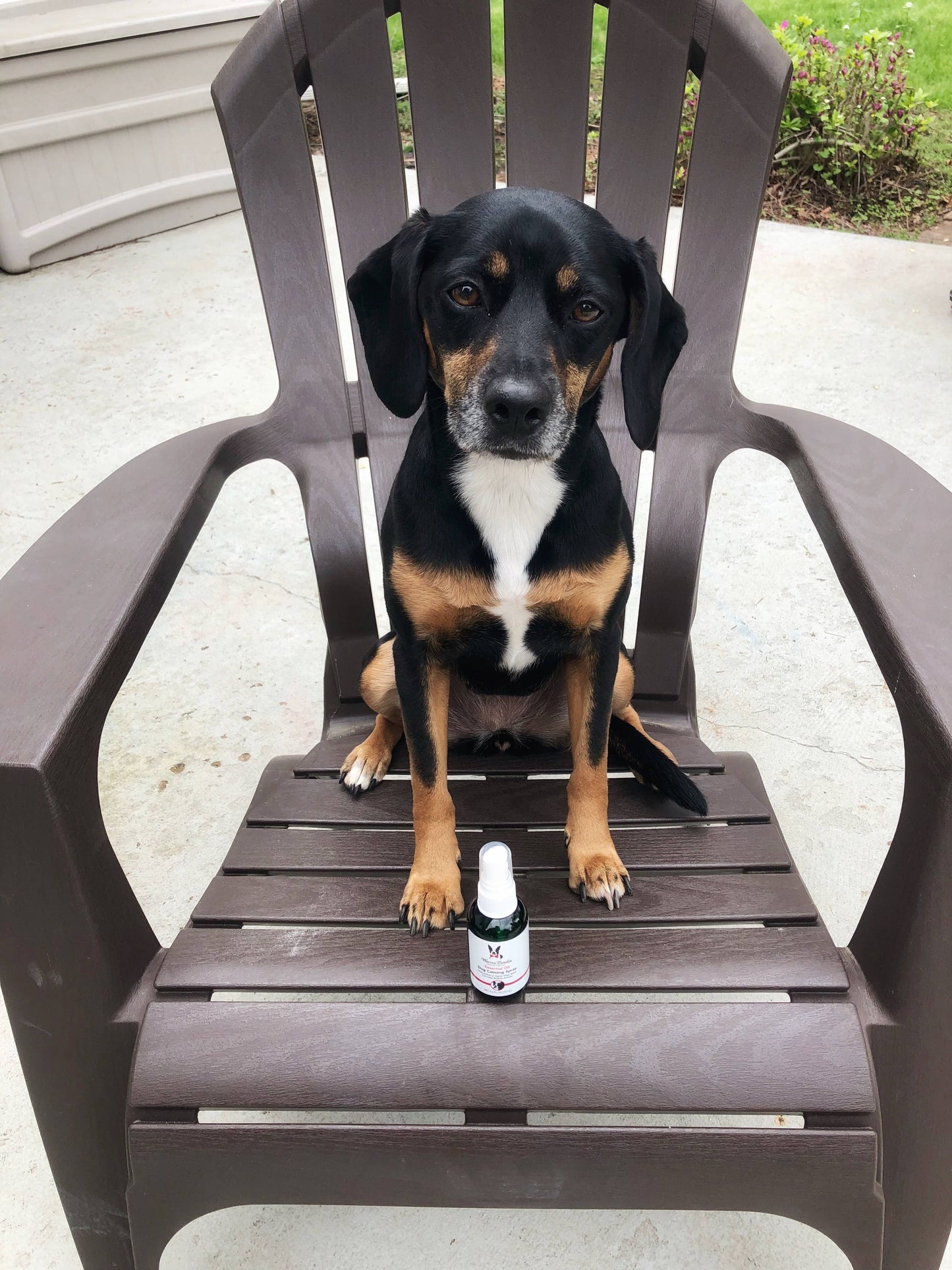 Essential Oil Dog Calming Spray - 2.5 oz