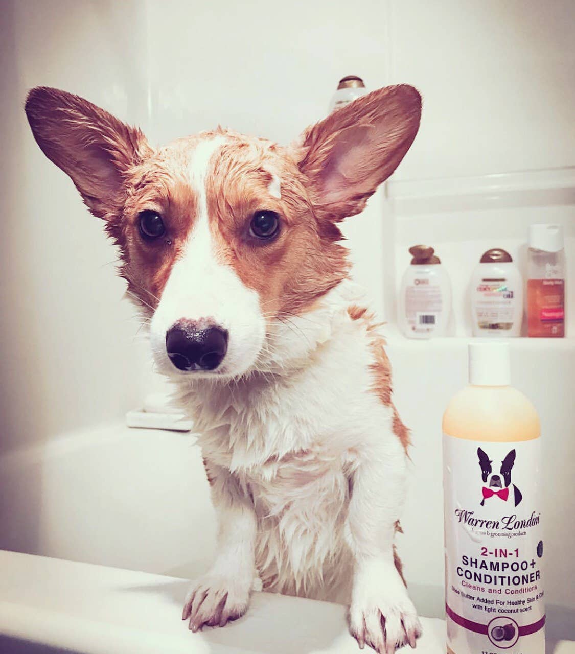 Shampoo: 2in1 plus Conditioner - 2 Sizes